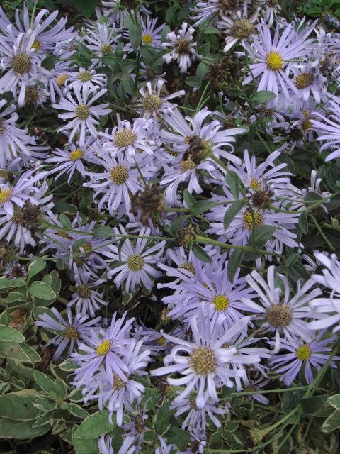 Aster x frikartii 'Monsch'